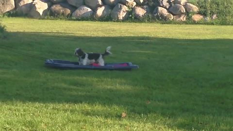 Girl Is Driving A Four Wheeler With The Dog On A Sled Behind