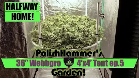 Webbgro System Geeklight FloraFlex Vivosun North Genetics Spacedust Cannabis Grow Ep5