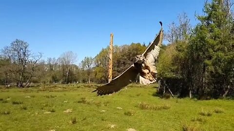 Slow motion footage of eagle owl coming in for a landing