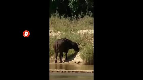 This Buffalo's Fearlessness Shocks the Lion