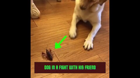 dog your funny friend