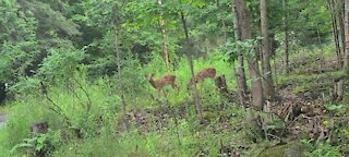 Fawns exploring