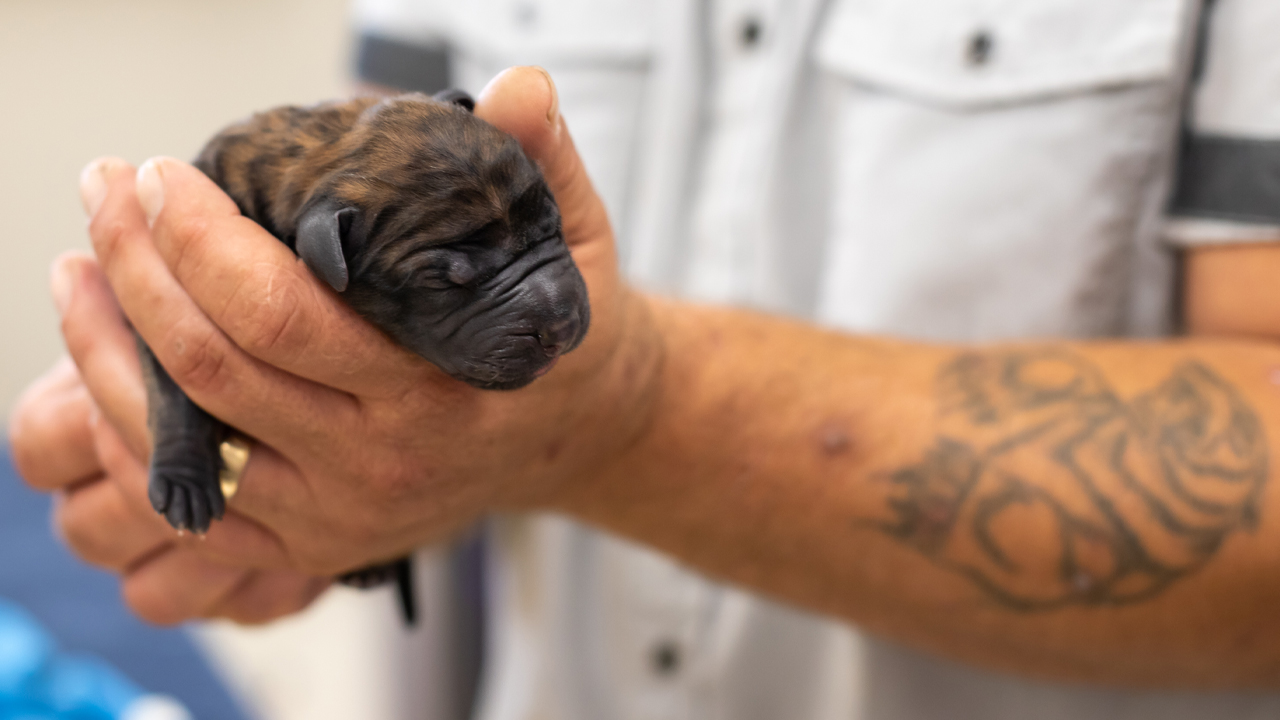 C-Section Birth To Save 218lb Mastiff’s Puppy | BIG DOGZ