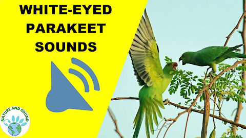 White-eyed Parakeet Noise