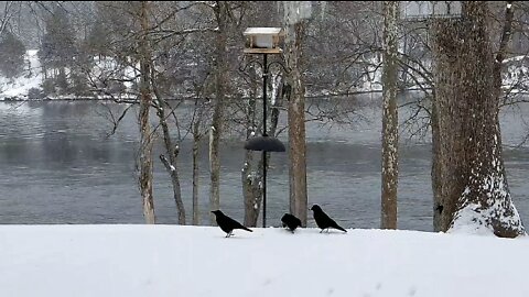 Crows at the feeder (the birds haha 🤣)