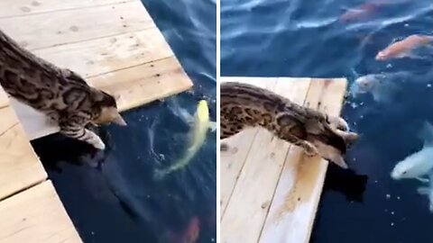 Cat Loves To Play With The Fish & Turtles