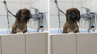 Wet Doggy Makes Alien Sounds Waiting To Get Dried Off