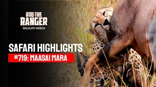 Safari Highlights #719: 04 September 2022 | Maasai Mara/Zebra Plains | Latest Wildlife Sightings