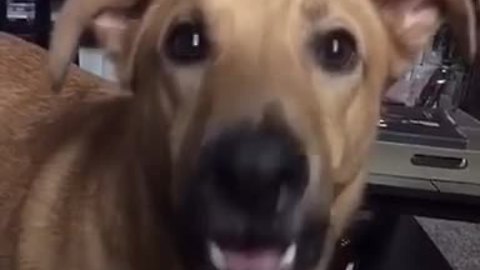 Dog delivers "siren" howl after owner says "I love you"