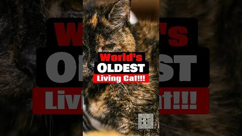 World's Oldest Living Cat......Ever!!! 😸😹😺😻🐱🧶