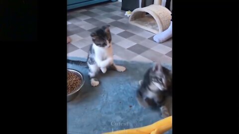 cute cat play together / try not laugh