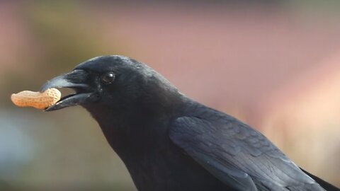 first time with CANON R6II EF 600mm F4 L in 4k crows