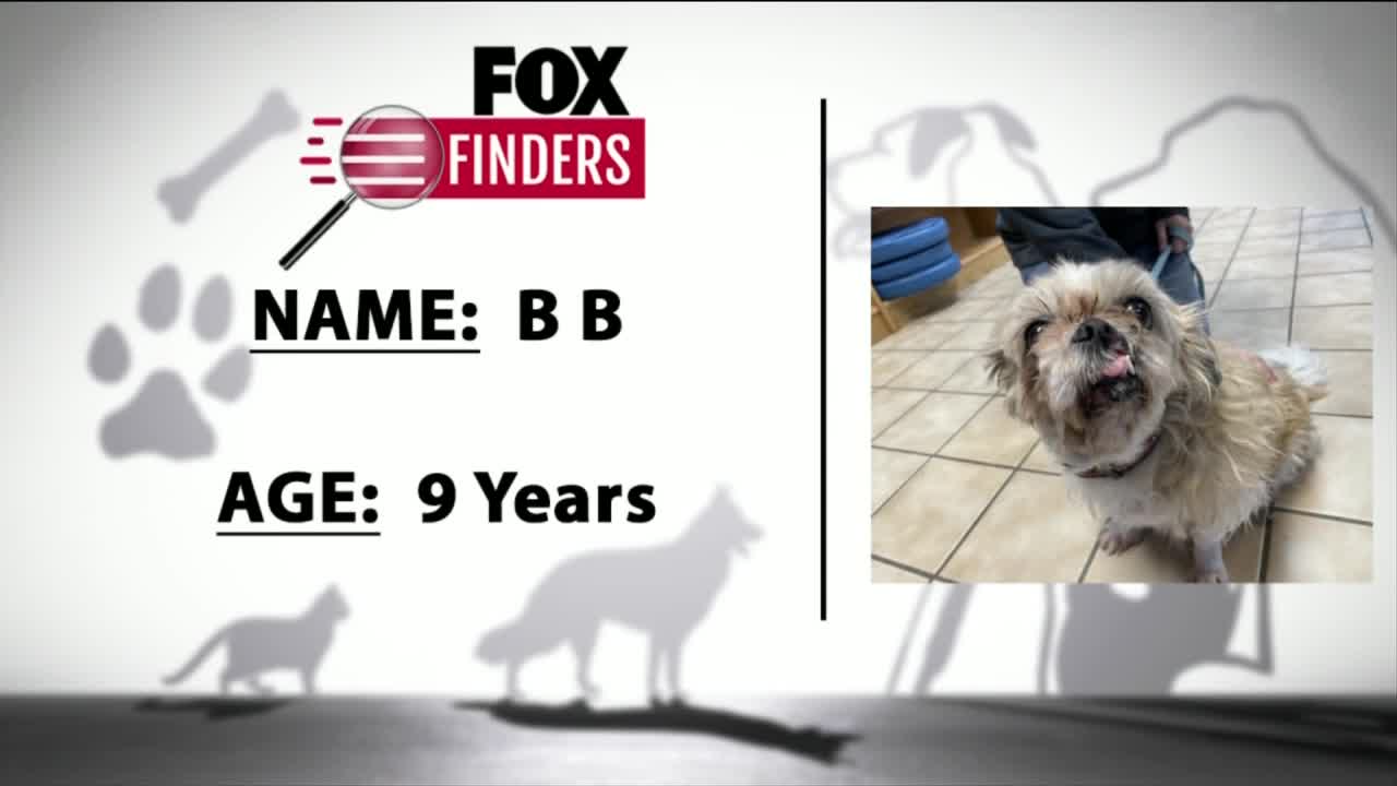 FOX Finders Pet Finder - BB