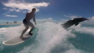 Dolphin joins wakesurfing session