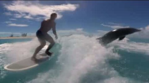 Dolphin joins wakesurfing session