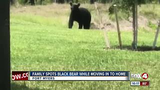 Black bear seen roaming in new Fort Myers community