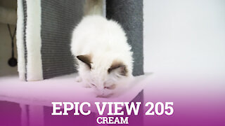 Petrebels cat trees - Epic View 205 - Cream