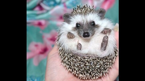 Hedgehog kid takes a bath