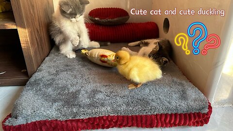 When a kitten and a duckling share a bed ...