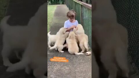 A bulk of dogs playing with kid🐶🥰 #shorts #puppy