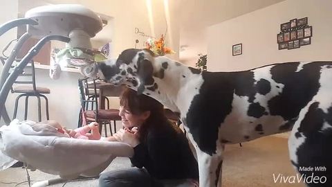 Jealous Great Dane refuses to let owner play with baby