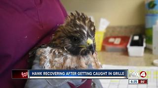 Hawk recovering after getting stuck in grille