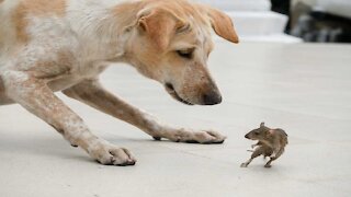 Great battle giant Mouse and Dogs