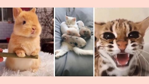 Cute baby animals Videos Compilation cute moment of the animals [Ep3]