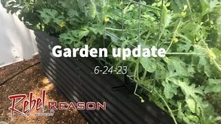 Garden update 6-24-23