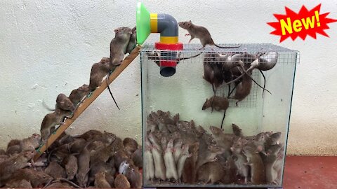 Best Mouse Trap || The smartest and most effective way to catch mice || Craft a mousetrap