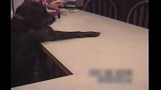 Throwback Clip: Smart Pup Loves his Treats!