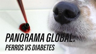 ¿Cómo ayudan los perros a los pacientes con diabetes?