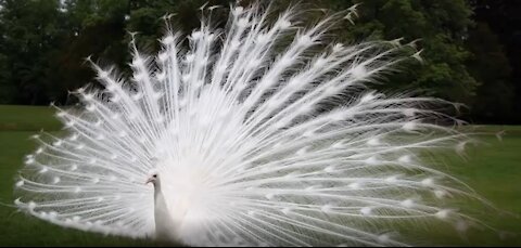 The most beautiful kh peacock birds in the world