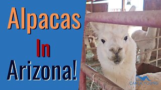 Alpacas in Arizona!