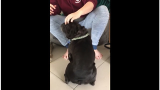 Pup's legs involuntarily move during head scratches