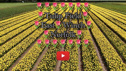 East Winch Tulip field Norfolk