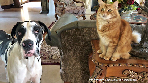 Funny Cat Doesn't Want To Share His Catnip Toy With Great Danes