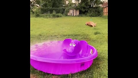 Dog sees pool getting filled, performs zoomie celebration