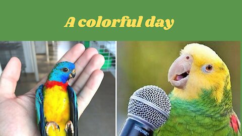 FUNNY PARROTS. funny birds videos