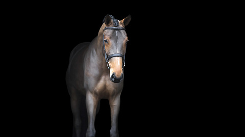 Happy Horse Runs Around And Jumps Through Obstacle Course