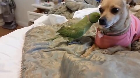 Compilation of funny birds and parrots # 2 🦜
