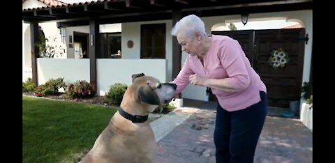 Beginner Dog Training: The TOP 10 basic essential commands every dog should learn!!