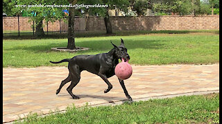 Funny Great Danes Love To Run And Play With Jolly Balls