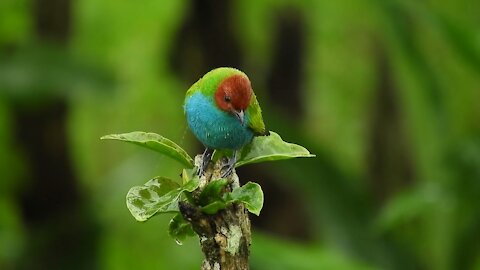 Beautiful birds around the world