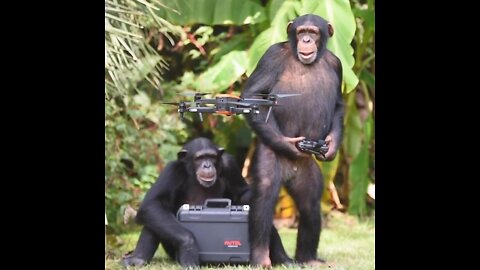 Monkey piloting drone