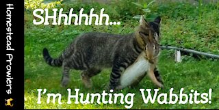 Homestead Cat ~ Otis ~ Is Great at Hunting Rabbit