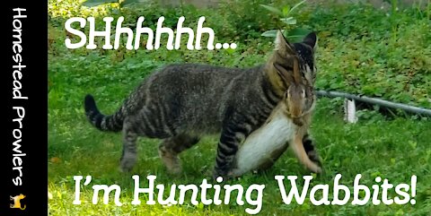 Homestead Cat ~ Otis ~ Is Great at Hunting Rabbit