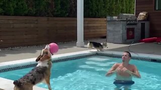 Dog shows off amazing ball skills at the pool