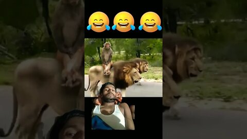 Bander 🐵 aur ser ki funny video|#monkey#lines#animals #funny #viral #video