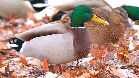 Arctic Mallard Ducks Are Desperately Trying to Forage in the Snow